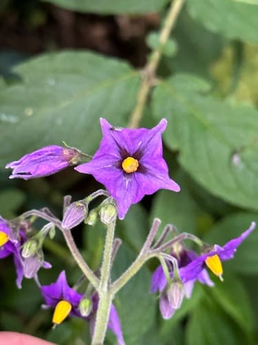 Solanum minutifoliolum