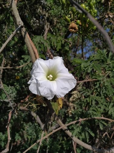 Ipomoea pseudoracemosa
