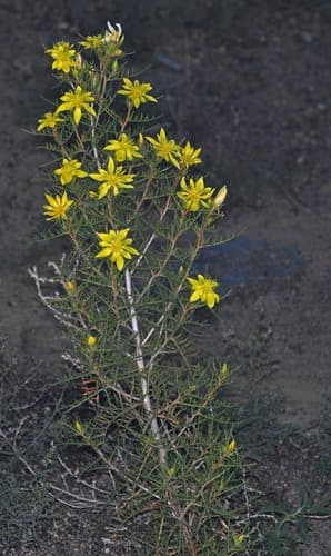 Threadleaf Blazingstar