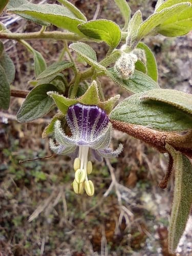 Jaltomata sanchez-vegae