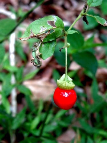 Capsicophysalis potosina