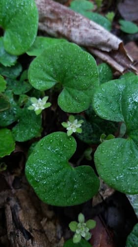 Dichondra macrocalyx