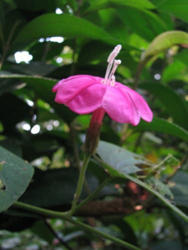 Ipomoea sidifolia
