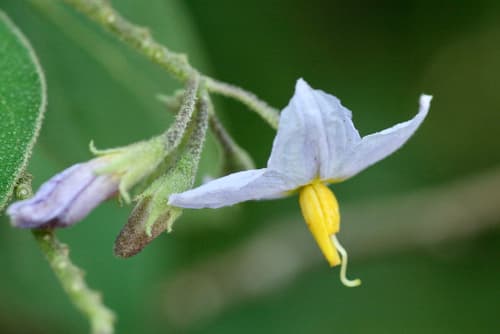 Solanum nienkui