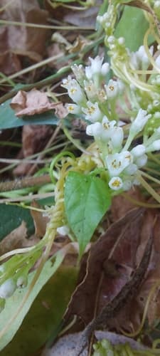 Fringed Dodder