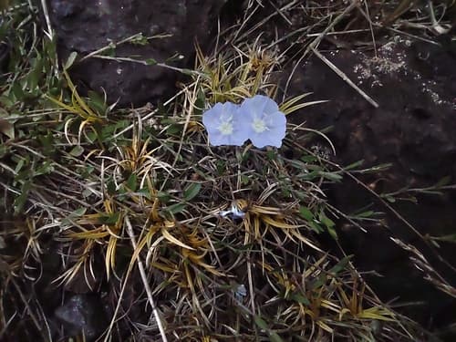 Evolvulus linarioides