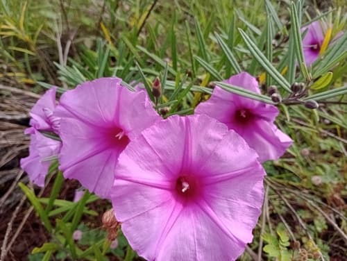 Ipomoea marabaensis