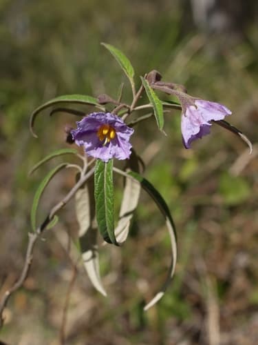 Solanum neoanglicum