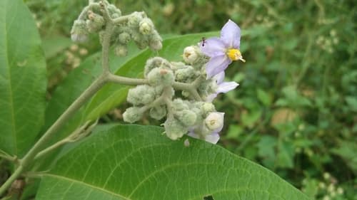 Solanum appressum