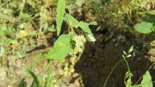 Cuscuta haughtii