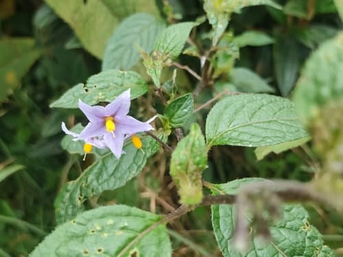 Solanum dianthum