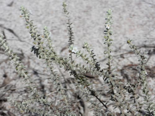 Evolvulus genistoides