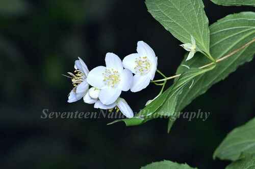 Scentless Mock-Orange