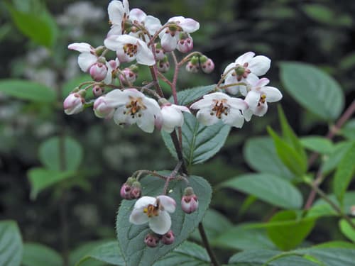 Deutzia hookeriana