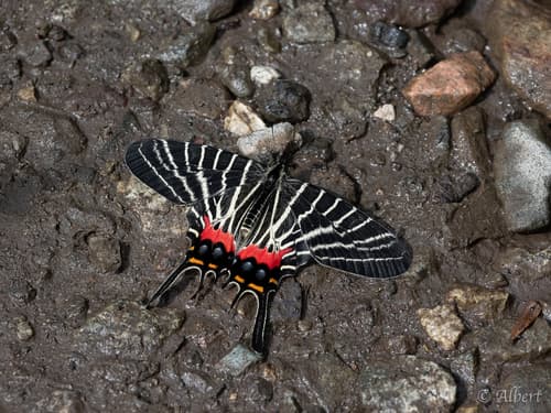 Chinese Three-tailed Swallowtail