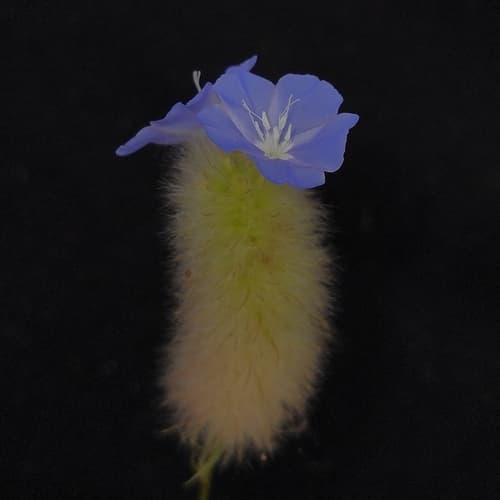 Evolvulus pterygophyllus