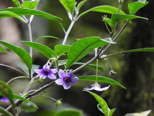 Lycianthes caeciliae