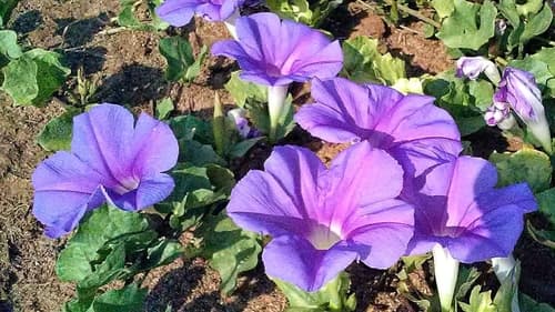 Ipomoea noctulifolia