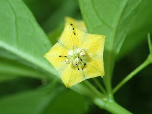 Capsicum hookerianum