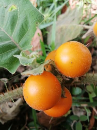 Solanum pseudolulo