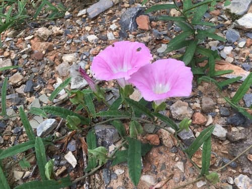 Hairy Bindweed