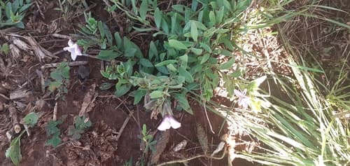 Calibrachoa longistyla