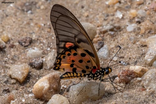 Acraea Swordtail