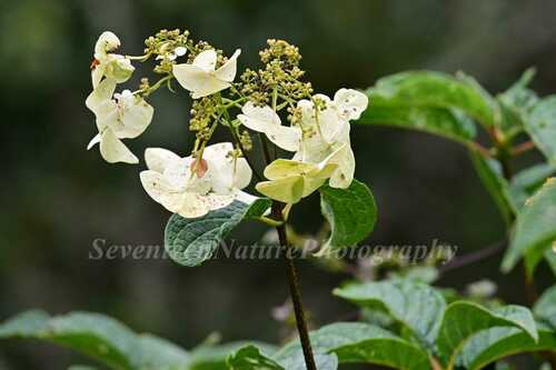 Hydrangea xanthoneura