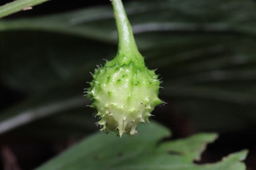 Withania heterophylla