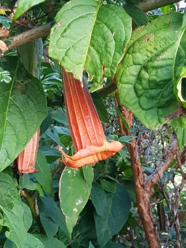 salmon angel's trumpet