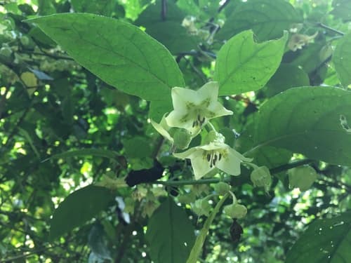 Tzeltalia amphitricha