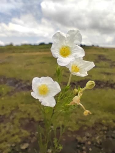 Nierembergia hatschbachii