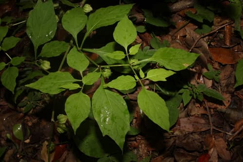 Withania chamaesarachoides