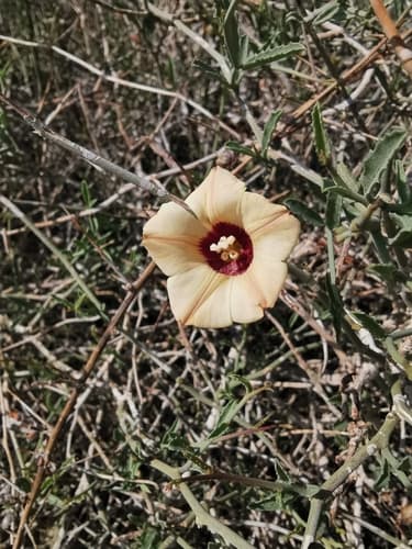 Distimake somalensis