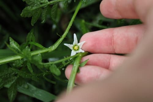 Solanum hoehnei
