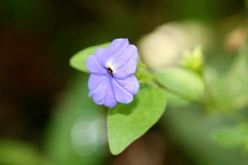 Browallia tingo-mariae