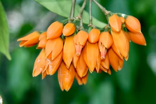 Juanulloa parasitica