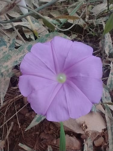 Ipomoea expansa