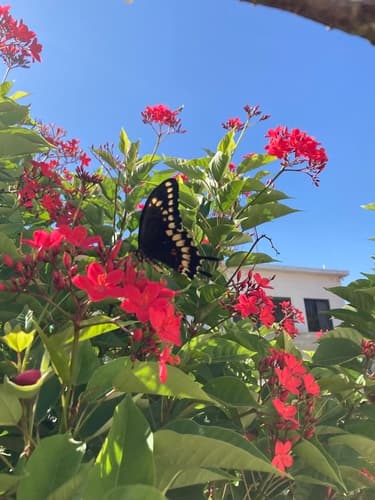 Scarce Hispaniolan Swallowtail