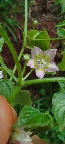 Capsicum rabenii