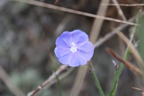 Evolvulus ericifolius