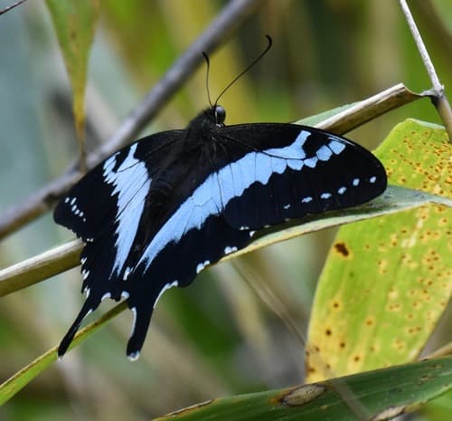 Papilio mangoura