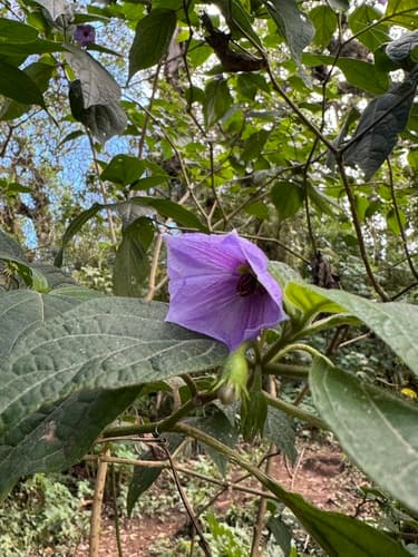 Lycianthes quichensis