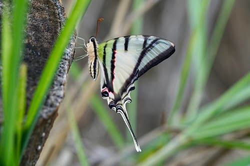 Rothschild's Swordtail