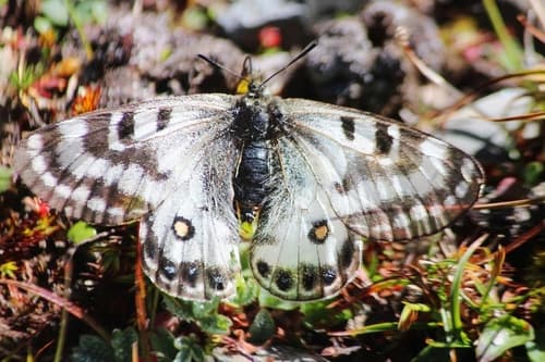 Greater Banded Apollo