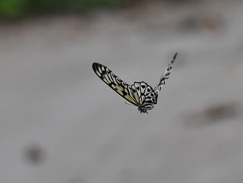 Graphium idaeoides