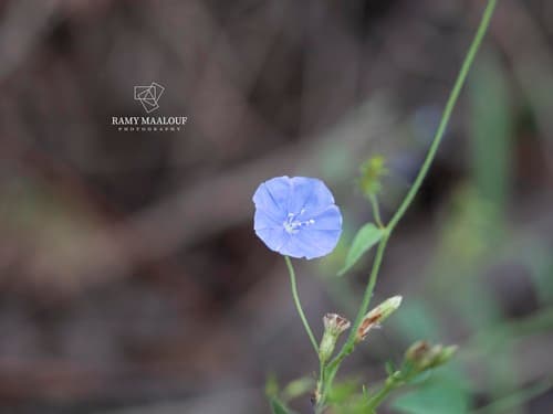 Evolvulus stellariifolius