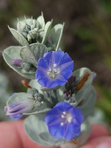 Jacquemontia ochracea