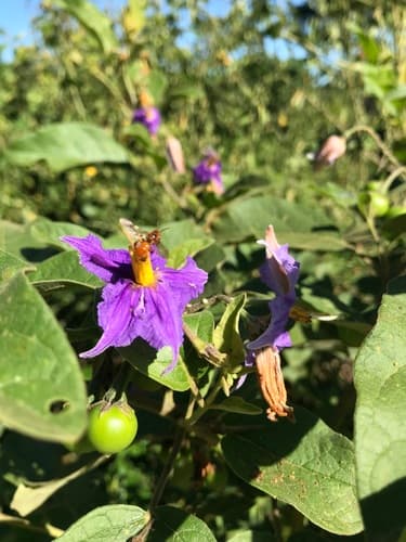 Solanum poinsettiifolium