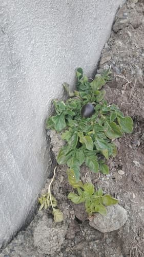 Bolivian Wild Potato